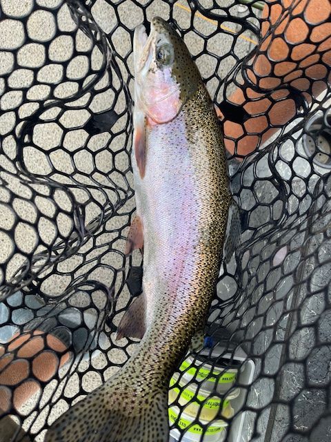 Rainbow trout in a fishing net, with colorful hues along its body.