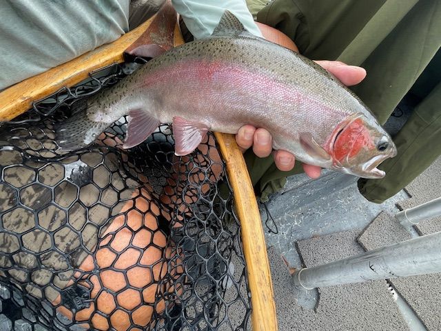Rainbow trout held by a person next to a fishing net. Pink and silver fish with red gills.