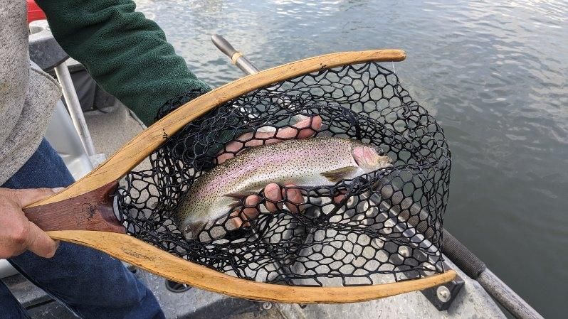 Rainbow trout in a fishing net, held by a person in a boat, close-up shot.