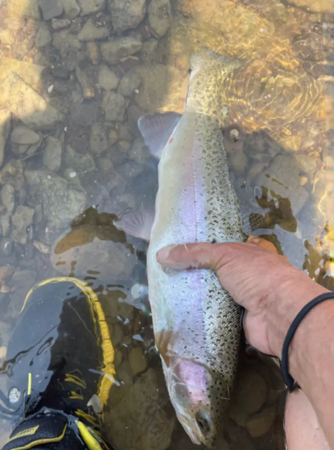 Person holding a rainbow trout in shallow, clear water. Fish has silver scales, pink stripe. Rocky stream bed.