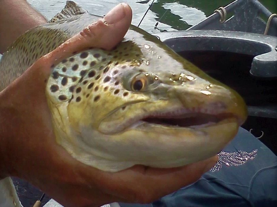 Close-up of a brown trout held by a person. Fish has dark spots, open mouth; held near water.