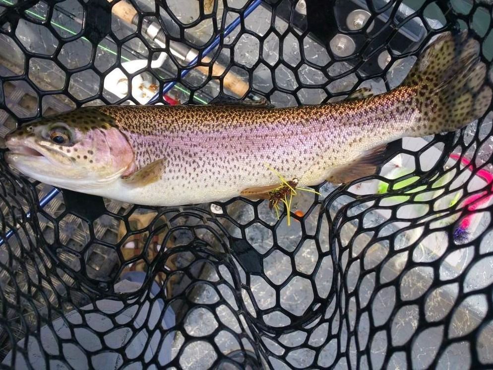 Rainbow trout in a fishing net, body speckled with pink and black spots.