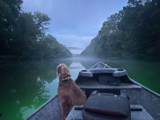 Dog in a boat on a foggy river. Green water reflects the sky, trees line the banks.