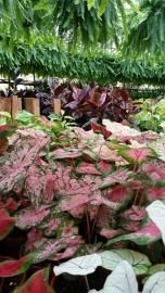 A vibrant collection of caladium plants with variegated pink, green, and white leaves in a greenhouse setting.