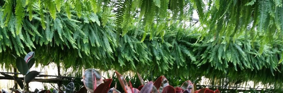 A person stands amidst lush green hanging ferns in a brightly lit greenhouse.