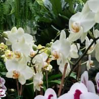 A close-up of delicate white orchids with golden-brown centers, set against a background of green foliage.