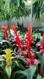 A vibrant collection of red and yellow bromeliad flowers surrounded by green leaves in a bright greenhouse setting.