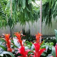 Vibrant red bromeliads bloom in a greenhouse, set against lush hanging ferns and dark green foliage.