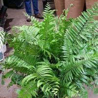 A lush, vibrant green Boston fern fills the frame, with the legs of a person standing in the background.