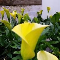 A cluster of vibrant yellow calla lilies in full bloom, surrounded by lush green foliage against a rustic wooden backdrop.