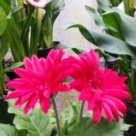 Two vibrant, bright pink Gerbera daisies with lush green leaves in pots in a greenhouse setting.