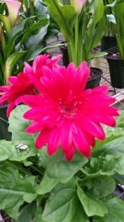 A vibrant pink Gerbera daisy in full bloom, centered among green leaves with other potted plants in the background.
