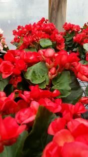 A vibrant cluster of red wax begonia flowers with dark green, waxy leaves in a greenhouse setting.