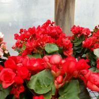 Vibrant clusters of bright red begonia flowers with green leaves, showcased in a greenhouse setting.