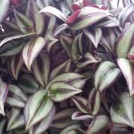 A close-up of a Tradescantia zebrina plant with striped, lance-shaped leaves in shades of green, silver, and deep purple.
