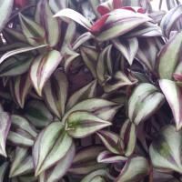 A cluster of Tradescantia zebrina leaves featuring variegated stripes of purple, silver, and green.