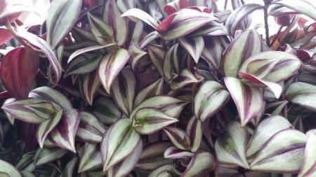 A lush, trailing plant with pointed leaves featuring stripes of silvery-green and deep purple.