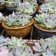 A collection of potted, pale green Echeveria succulents arranged on metal shelves.