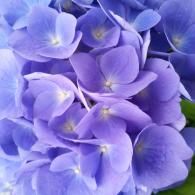 A cluster of vibrant periwinkle and purple hydrangea blossoms in full bloom.