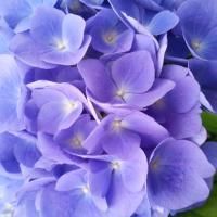 A vibrant cluster of blue and purple hydrangea flowers in full bloom.