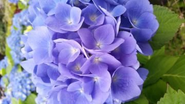 A vibrant cluster of blue and violet hydrangea flowers surrounded by green leaves.