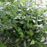 A dense, bushy plant featuring small, pointed, dark green leaves with visible purple-tinged stems.