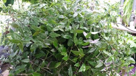 A dense cluster of green trailing plant stems with small, pointed leaves, set in an outdoor garden environment.