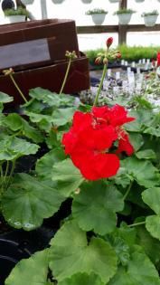 A vibrant red geranium flower blooms in a greenhouse, surrounded by lush green foliage and pots of other plants.