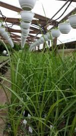 A greenhouse interior showing rows of tall green grass-like plants growing below a series of hanging white planters.