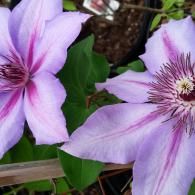 Two light purple Clematis flowers with darker violet stripes and prominent, dark-tipped central stamens.