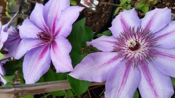 Two large, light purple clematis flowers with dark purple centers and striped petals blooming against green foliage.