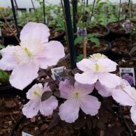 A plant with pale pink flowers featuring bright yellow stamens and dark foliage, sitting in a greenhouse pot.