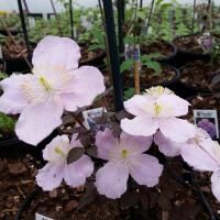 A close-up of a potted Clematis plant with light pink, cup-shaped flowers and dark, reddish-purple foliage.