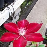A vivid red clematis flower with a prominent white center, positioned outdoors near a white gardening bench.