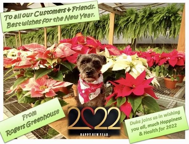 A dog wearing a patterned bandana sits among colorful poinsettias in a greenhouse, with New Year greetings for 2022.
