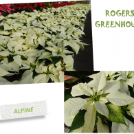 A collage showing white Alpine poinsettias in a Rogers Greenhouse setting.