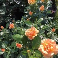 A cluster of peach-colored roses in full bloom surrounded by lush green leaves in a garden setting.