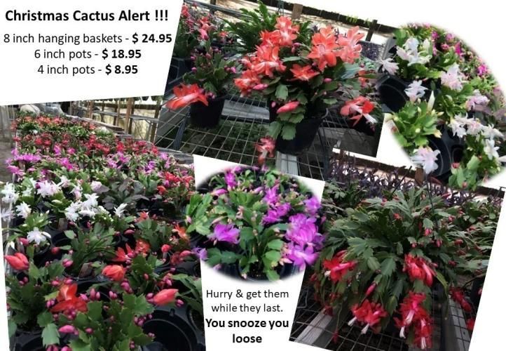 A flyer for Christmas cactus plants, listing prices for different sizes, with photos of colorful blooming plants in a store.