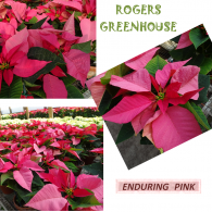 A collage showing pink poinsettia flowers at Rogers Greenhouse, with the text 