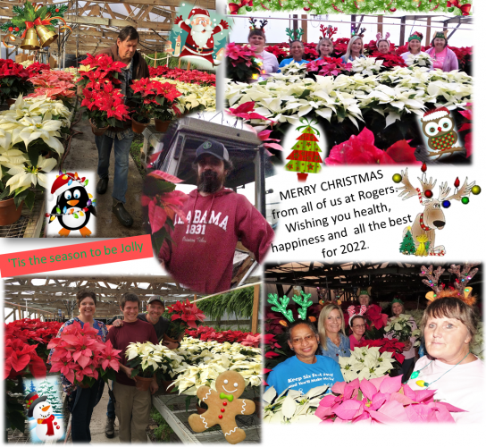 A collage of people in a greenhouse filled with poinsettias, with Christmas graphics and a 