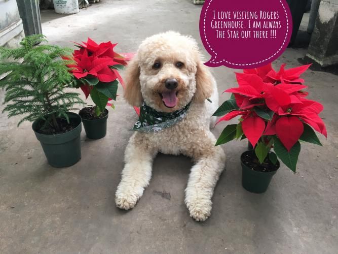 A smiling, light-colored dog wears a green bandana in a greenhouse next to a small pine tree and two potted poinsettias.