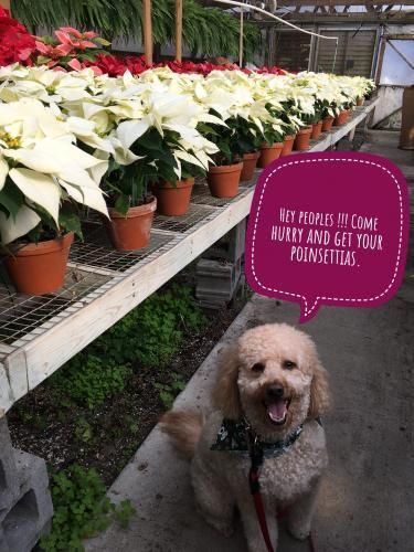 A smiling curly-coated dog sits in a greenhouse next to a long table filled with rows of white and red poinsettias.