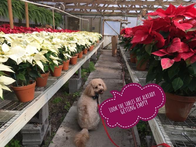 A dog sitting in a greenhouse aisle between tables filled with white and red poinsettias, with a text bubble.