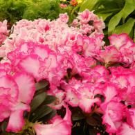 A cluster of vibrant pink and white azalea flowers with ruffled petals in full bloom.