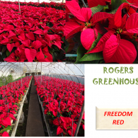 A collage of red poinsettia plants in a greenhouse, labeled 
