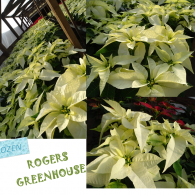 A collage showing rows of creamy white poinsettias in a greenhouse at Rogers Greenhouse.