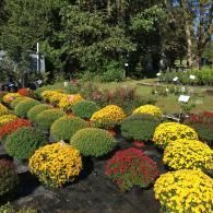 A display of potted chrysanthemums in various yellow and red shades arranged outdoors on a black ground cover.