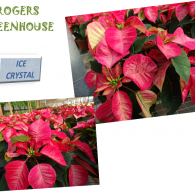 A collage featuring pink and cream 