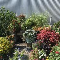 A vibrant outdoor garden with a variety of green and red plants, potted white flowers, and a corrugated metal wall.