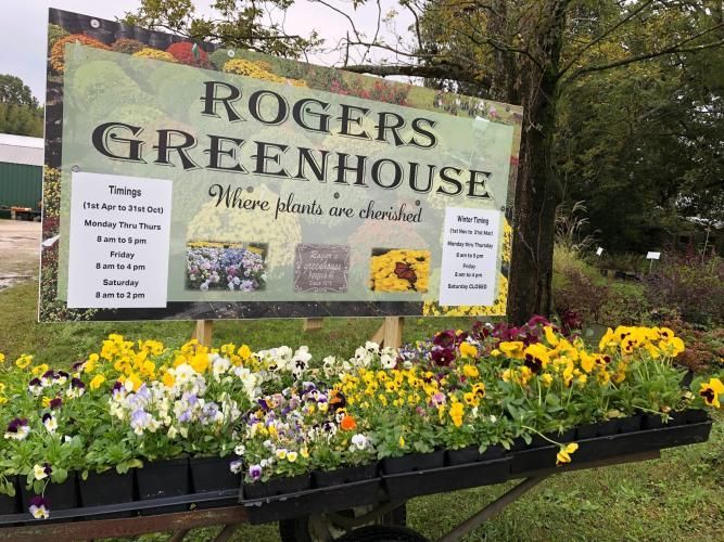 Rogers Greenhouse sign above a display of colorful pansies on a cart.